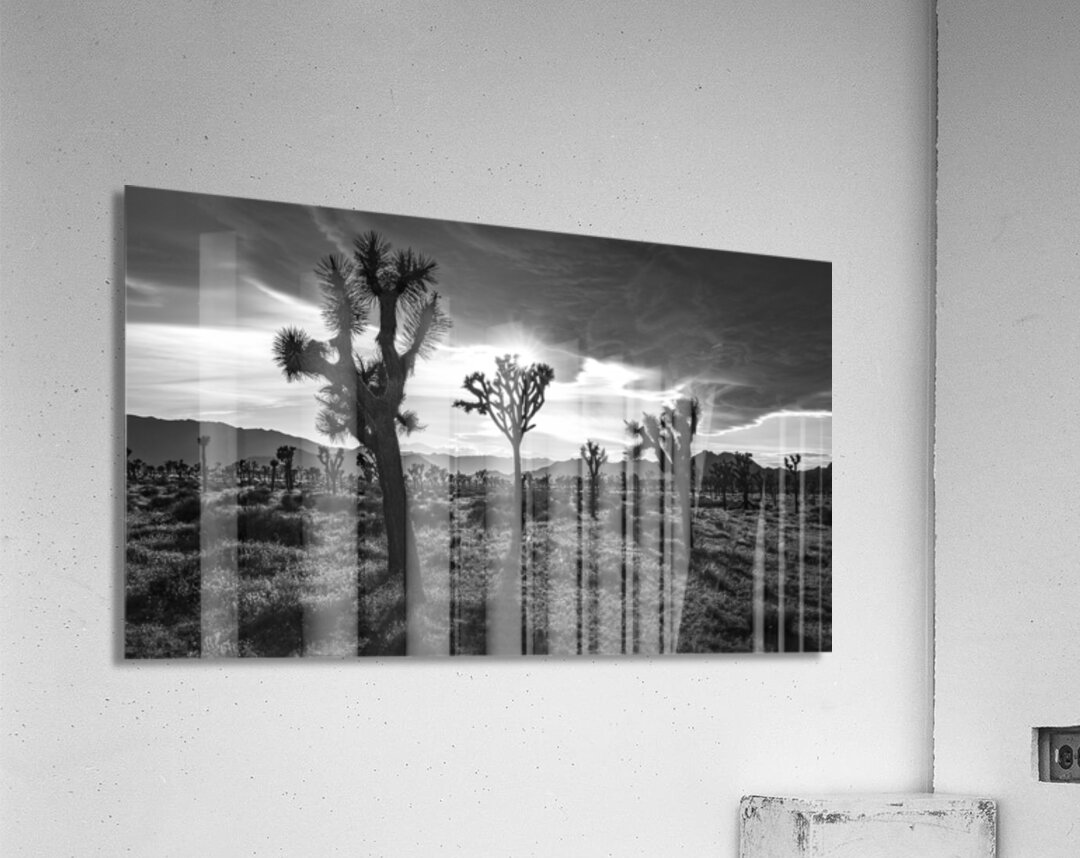 Joshua Trees | Black and White Desert Photo Acrylic Print