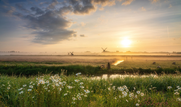 Dutch Windmills and Wildflowers at Daw Print
