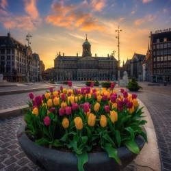 Tulips From Amsterdam