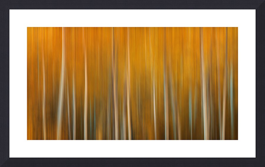 Birch Tree Forest Wyoming Picture Frame print
