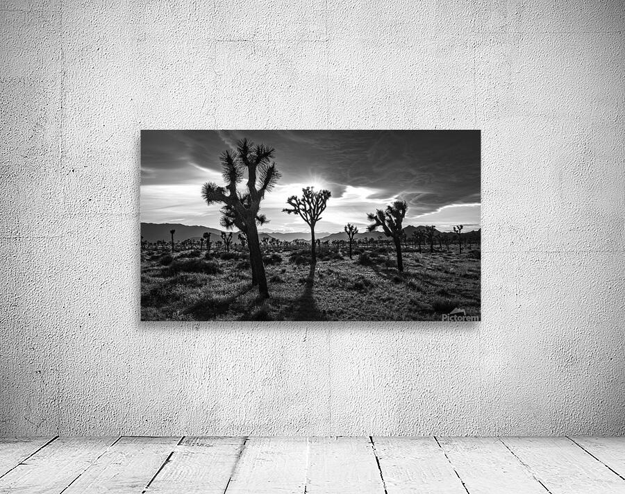 Joshua Trees | Black and White Desert Photo Wall Preview